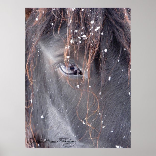 Schneeflocken auf dem Fell Pony Poster (Vorne)