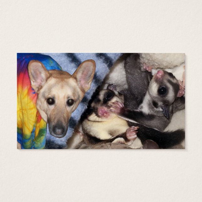 Schneeflocken, Deutscher Schäferhund, Sugar Glider (Rückseite)