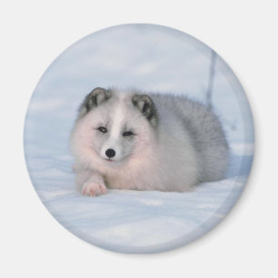 SchneeFox Magnet