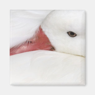 Schneegans Chen caerulescens Magnet