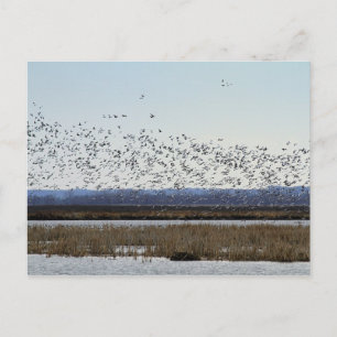Schneegänse abheben, Bach-Schutzhütte aufschlagen Postkarte
