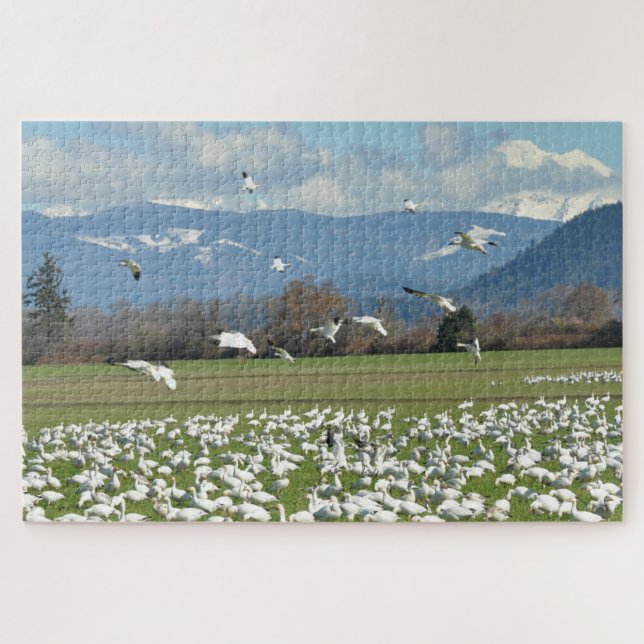 Schneegänse auf einem Feld Puzzle (Horizontal)