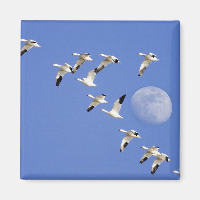 Schneegänse fliegen am Freezeout Lake NWR Magnet (Vorne)