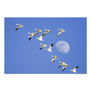 Schneegänse heben bei Freezeout Lake NWR ab Fotodruck