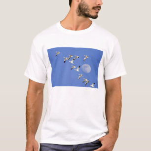 Schneegänse heben bei Freezeout Lake NWR ab T-Shirt