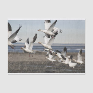 Schneegänse Seidenpapier