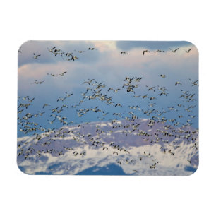 Schneegänse während des Frühjahrszugs Magnet
