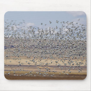 Schneegänse während des Frühjahrszugs Mousepad