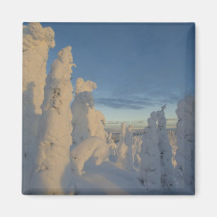 Schneegeister bei Sonnenuntergang im Pfingstgebirg Magnet