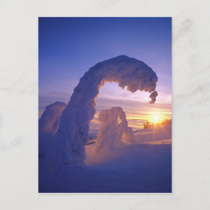 Schneegeister im Whitefish Range von Montana Postkarte