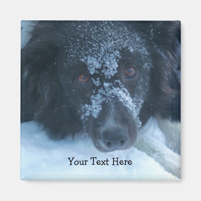 Schneegesichtiger Border Collie Niedlicher Hund Magnet (Vorne)