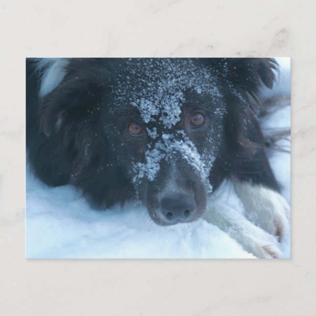 Schneegesichtiger Border Collie Niedlicher Hund Postkarte (Vorderseite)