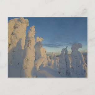 Schneeghost am Sonnenuntergang am Whitefish Mounta Postkarte
