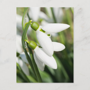 Schneeglöckchen Blumen Postkarte