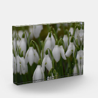 Schneeglöckchen fotoblock