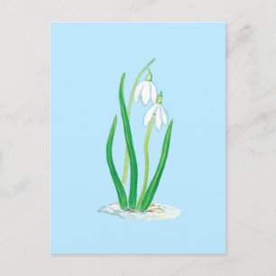 Schneeglöckchen (Galanthus nivalis) Frühjahrsblume Postkarte