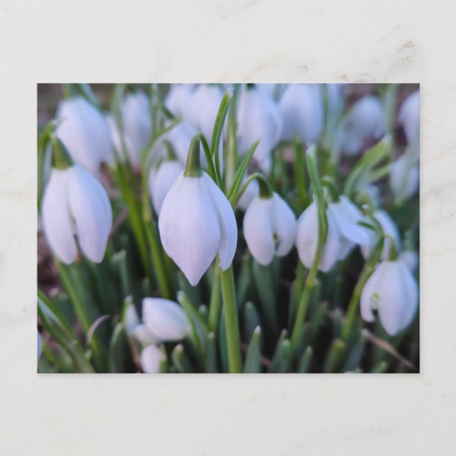 Schneeglöckchen  postkarte (Vorderseite)