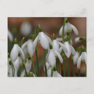 Schneeglöckchen postkarte