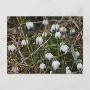 Schneeglöckchen postkarte