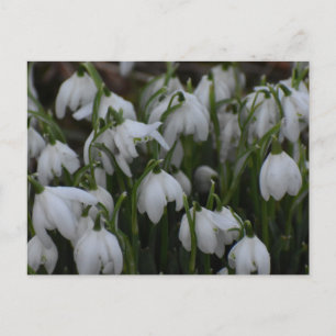 Schneeglöckchen postkarte
