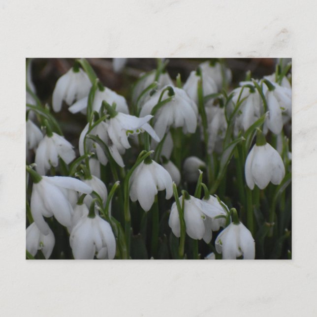 Schneeglöckchen  postkarte (Vorderseite)