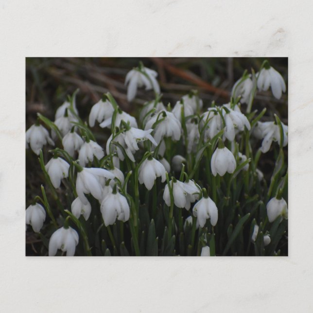 Schneeglöckchen  postkarte (Vorderseite)