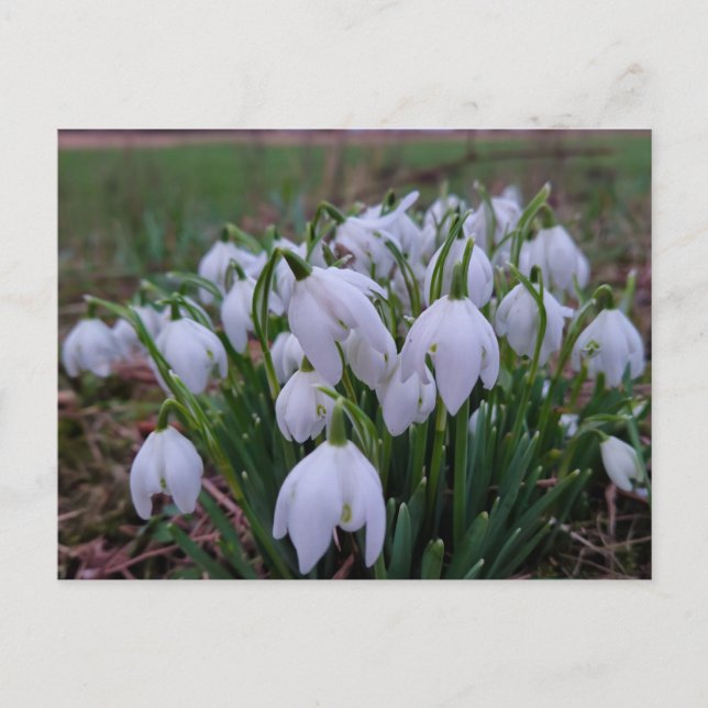 Schneeglöckchen  postkarte (Vorderseite)