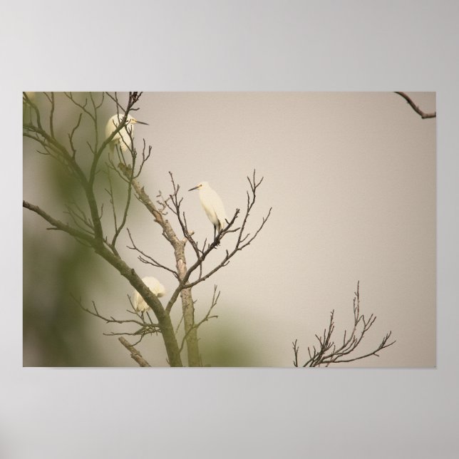 Schneegreppen auf Baum Poster (Vorne)