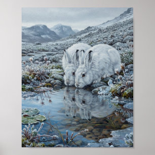 Schneehasen Arktisches Paar Trinkt Eisigen Bach Wa Poster