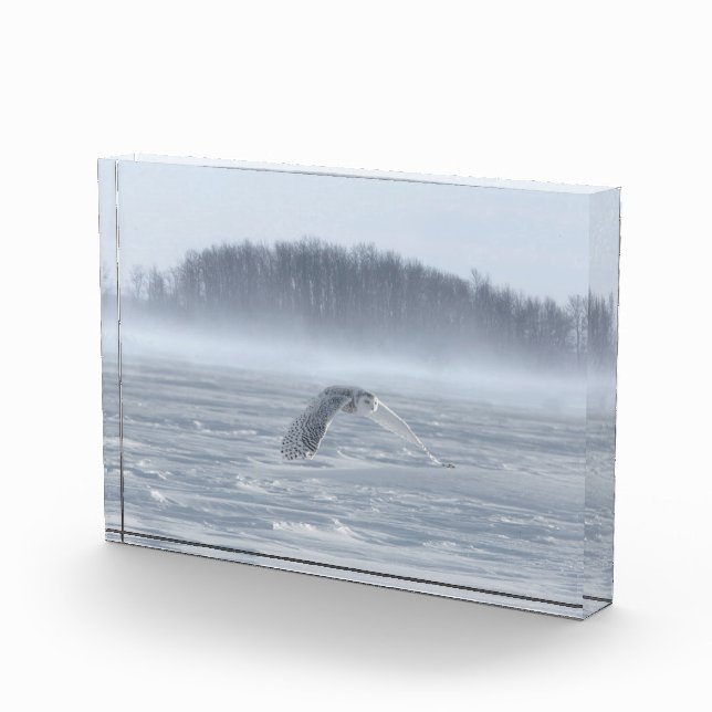 Schneehühner fliegen im Winter Fotoblock (Rechts)