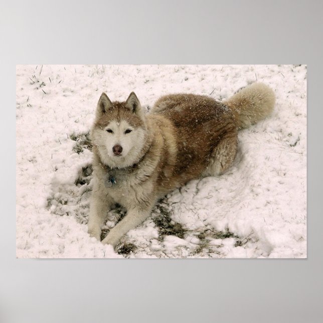 Schneehund 2 poster (Vorne)