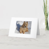 Schneehund