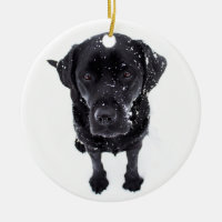 Schneehund - Labrador Puppy - Black Labrador