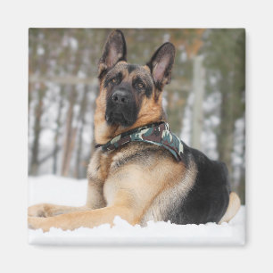 Schneehund Magnet