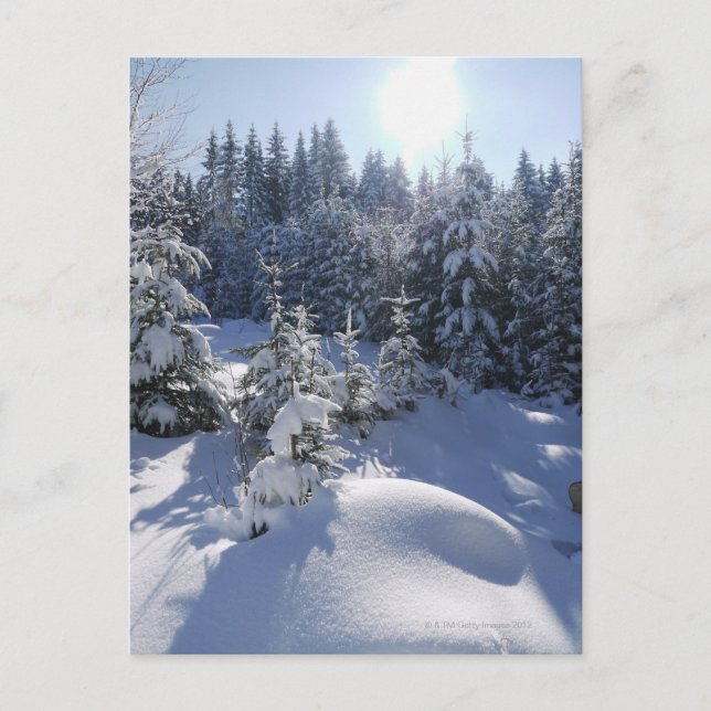 Schneekalte Winterlandschaft 2 Postkarte (Vorderseite)