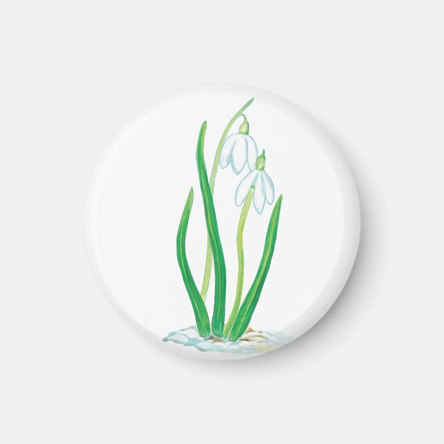 Schneekanonen (Galanthus nivalis) Magnet (Vorne)