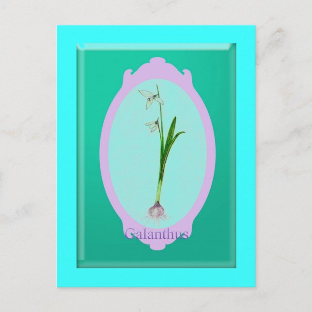 Schneekanonen"Galanthus" Postkarte (Vorderseite)