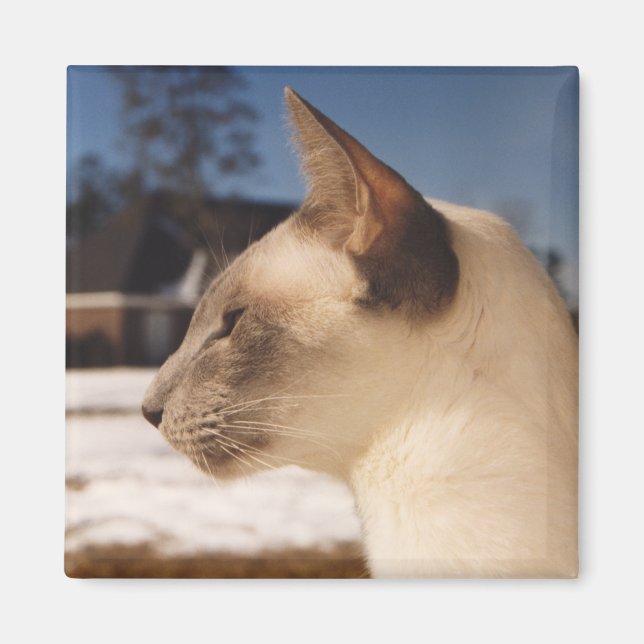 Schneekatze - Blaue Punkte-Profil von Siamesen Magnet (Vorne)