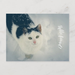 Schneekatze Postkarte