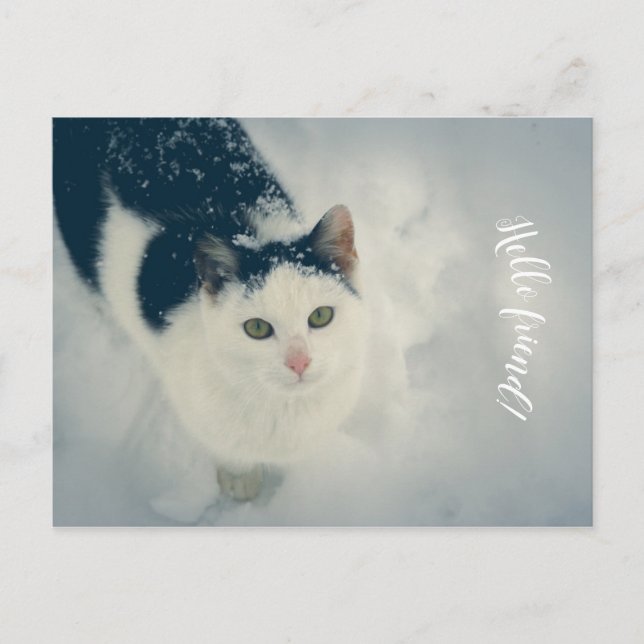 Schneekatze Postkarte (Vorderseite)