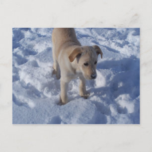 Schneekuppe Postcard Postkarte