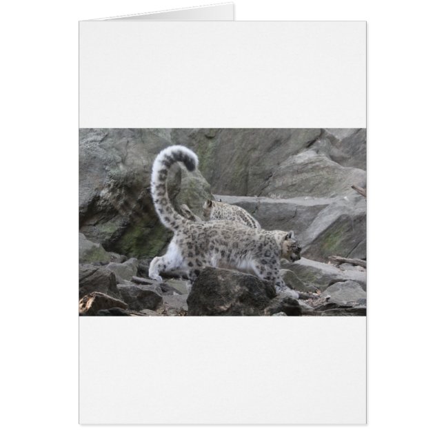 Schneeleopard (Vorne)