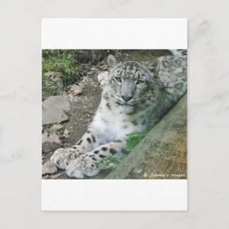 Schneeleopard 1 postkarte