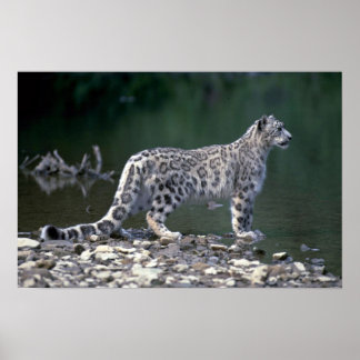 Schneeleopard am Fluss Poster