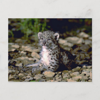 Schneeleopard, Junge Postkarte