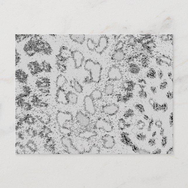 Schneeleopard Postkarte (Vorderseite)