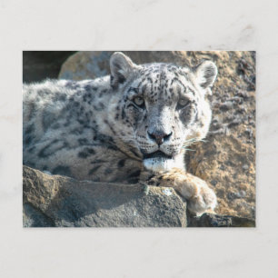 Schneeleopard Postkarte