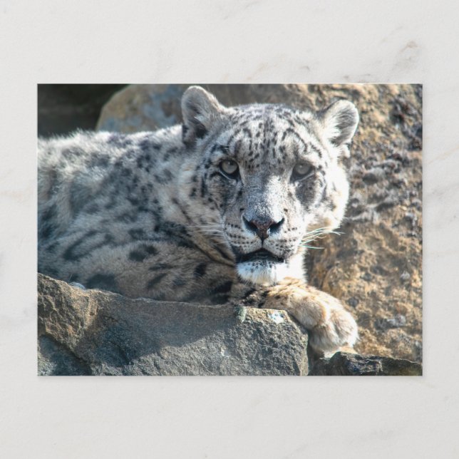 Schneeleopard Postkarte (Vorderseite)