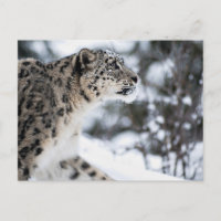 Schneeleopard-Profil