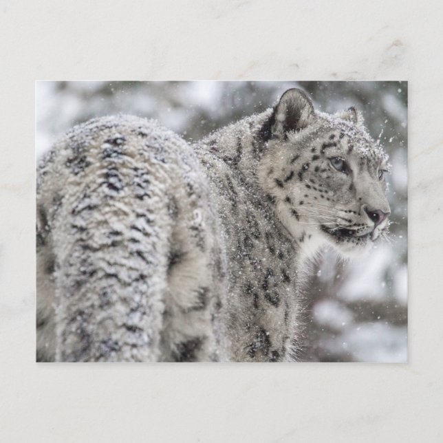 Schneeleopard Stehend im Schnee Postkarte (Vorderseite)